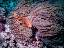 Anemonefishes are specialised damselfishes that have adap... by Igor Tarasevich 
